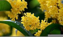 中秋过后财源滚滚，事业顺顺利利，生活富得流油的三个生肖