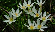 10月底身边大机遇出现，倘若抓住机缘，家财八方来的四属相