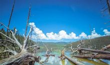 睡觉都笑醒！26号开始，喜鹊日日叫，金银滚滚到，3生肖双喜临门、桃花大旺