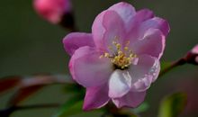 未来俩月步入人生上上吉，横财喜盈门，财源滚滚进门的四属相