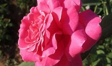 最近2个月财运飚旺不停，钱多运气好，摩拳擦掌赚大财的3生肖