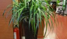 办公室摆放过多植物的风水后果