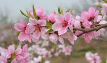 20年缺啥都不桃花三大生肖，家人指婚，媒婆牵线，朋友撮合！