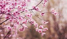 后半生不再做穷人，只做有钱人的生肖，11月开始必定钱财大赚