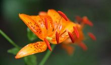 十二生肖中，3生肖在未来30天，财富挡不住，财富上上签！