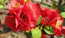 明天起苦尽甘来，轻松发财赚钱，以后都是好日子的生肖