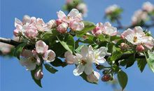 1960年的生肖何时好运(图文)