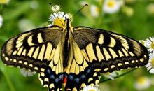 10月27号起，4属相得吉星照耀，好运不断，飞黄腾达，幸福喜乐