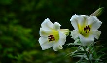 十二生肖中，11月份起，霉运退散，好运连连的3大生肖