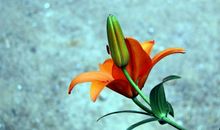 11月中旬一到，这3生肖好日子不会远，贵人入命，财禄到来