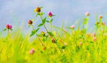 2019年谁都惹不起的生肖，大赚百万家财，运势旺到不行