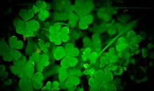 原创 一旦动心就是一辈子，只要彼此认定，就永远不分离的属相