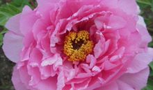 2020年事业节节高升，横财如期而至，翻身成为有钱人的生肖