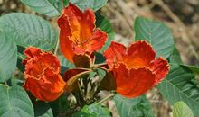 11月有非常好的运势，工作进展顺利，好运不断，财福皆旺的四属相