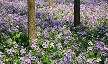 3大生肖情商最高，广积人脉，19年运势旺如火，看看有你吗？