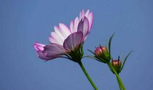 九九八十一难已过，10月过完，招财聚财，赚得金山银山的3属相