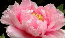 天生不配的两个星座，哪怕在一起也会分得快