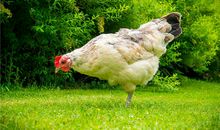 1958年属什么？适合与什么属相结婚？(图文)