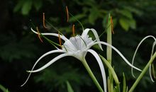 10月31号起事业上能有大的提升，贵人出现，能够步步高升的四属相