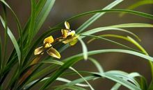 “靠山山倒，靠水水流”，3生肖惹不起，大喜天降，财不请自来，一夜间变有钱