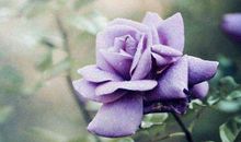 一生为他人吃苦，少为自己而活的生肖，一生操心劳碌，甜少苦多