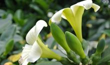 11月开始运势稳步上升，横财运大涨，贵人运极好的四属相