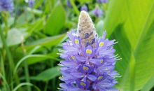 一生追求者不断，桃花遍地的生肖女，聚财无数，好日子过不完