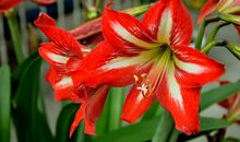 进入11月后成暴发户，横财追着跑，钞票如雪球越滚越多的四属相