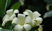 11月开始时来运转，运势逆袭，横财到家们，福到，运到的四属相