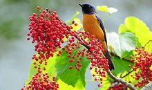 再熬几天，彻底跟苦日子再见的几大生肖，马上有钱！