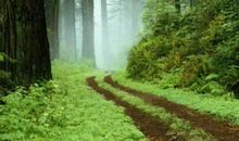 春节三大生肖尝甜头，狗年一年里财源滚滚，买房买车为期不远！