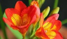 狗年三大生肖得佛光普照，大吉大利，有喜，有财！