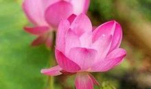 10月底，接二连三撞桃花，2019年能顺利脱单的3大生肖