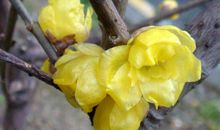 最近6天好事来临，财富易得，以后年年财源广进，生活富足的生肖