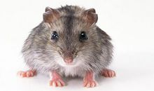 生肖鼠2019年11月份运势详解