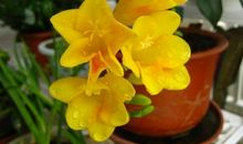 小时候不出众，长大后脱胎换骨，三大生肖成事，有出息！