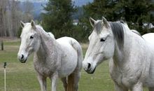 百年难遇的好日子！生肖马，10月25号要抓住！没错就是今天