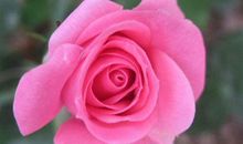 明年有望自立门户，创业发财的生肖，财运笼罩，红红火火赚大钱