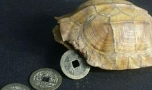 为什么说流年不利 生肖相冲运气不好