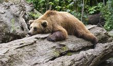 晚上常常做梦是怎么回事