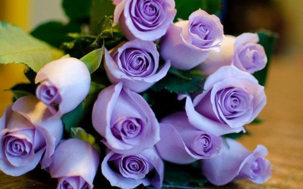 紫玫瑰的花语是什么 坚定的守护