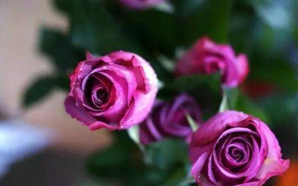 紫玫瑰的花语是什么 坚定的守护 2