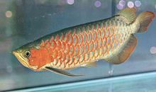 风水鱼有哪些，风水鱼有几种