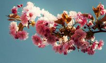 有什么风水会影响桃花运