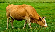 生肖属牛人2021年全年运程