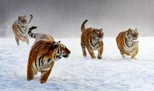 1986年属虎40岁后有十年大运吗