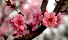 未来2个月送走霉运，喜从天降，生活富贵无忧，钞票如雨的3生肖