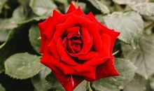 天生是“美女命”的三生肖，气质大方有魅力，令人着迷