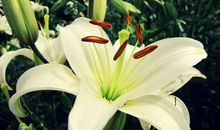 十二生肖中，10月鸿运挡不住，好事好运喜临门的3大生肖