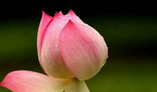 11月财抽上上签，福禄财齐聚，富贵不差钱，不再受穷受苦的生肖